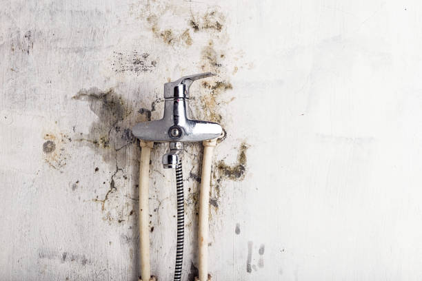 Best Mold Testing and Inspection Services in Lemmon Valley, NV