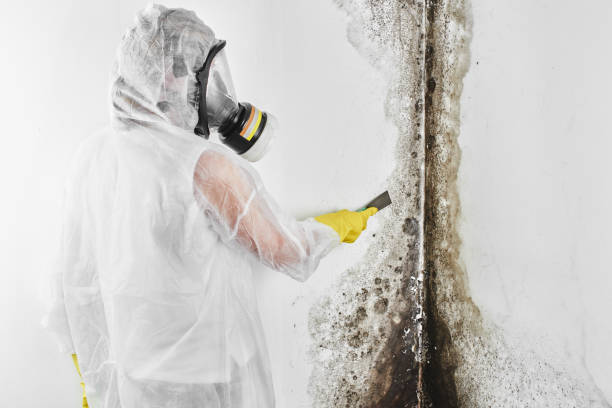 Best Residential Mold Remediation in Lemmon Valley, NV