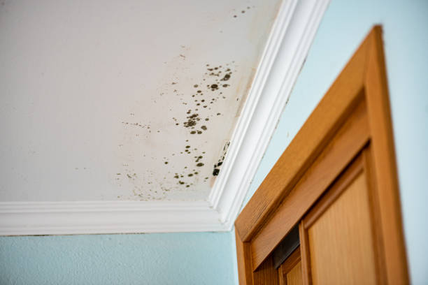 Best Emergency Mold Remediation in Lemmon Valley, NV