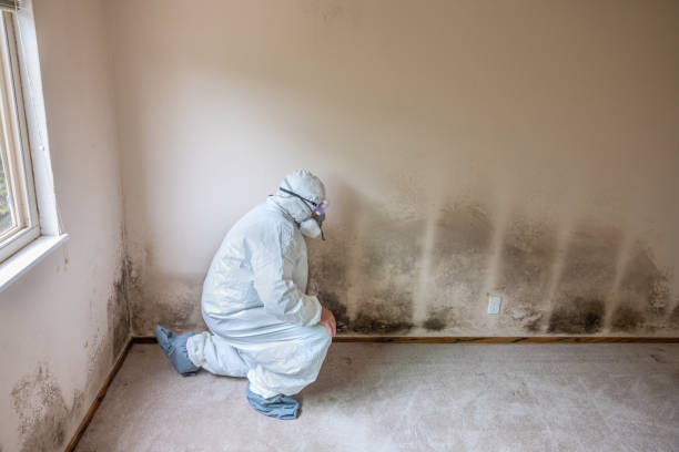 Professional Mold Remediation in Lemmon Valley, NV